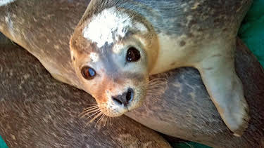 17:10: Seehund, Puma & Co. (135) | Radio Bremen | 4/7 2026