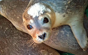 Seehund, Puma & Co. (152)