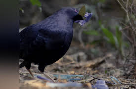 Nature's Strangest Mysteries: Solved Season 1: Snowboarding Crow