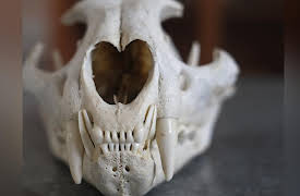 Expedition Mungo Season 1: South American Squatch of Argentina