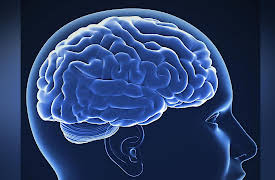 The Science of Information: From Language to Black Holes: Neural Codes in the Brain