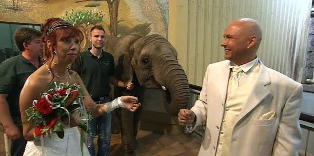 17:05: Panda, Gorilla & Co. (80) | RBB Fernsehen | 2/26 2026