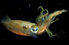 Oceanography: Exploring Earth's Final Wilderness: Swimming—The Many Fish in the Sea