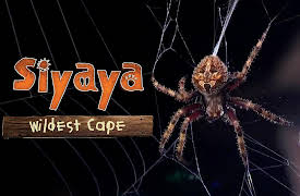 Siyaya - Wildest Cape: The Hottentots Holland Mountains - Crossing The Mountains