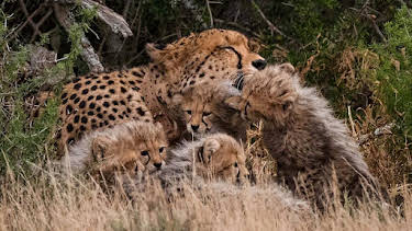 7:45 PM: Cheetah Family & Me (S1 E1) (S1) | BBC Two | 1/10 2026