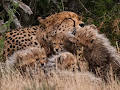Cheetah Family & Me