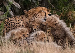 Cheetah Family & Me