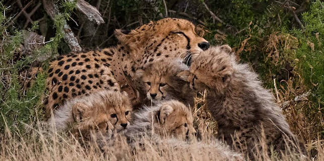 6:45 PM: Cheetah Family & Me (S1 E1) (S1) | BBC Two | 1/10 2026