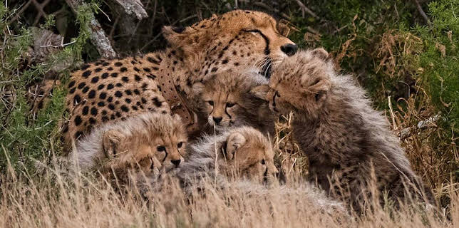 Cheetah Family & Me