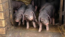 Panda, Gorilla & Co. (90)