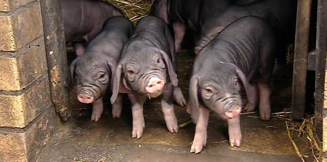 17:05: Panda, Gorilla & Co. (90) | RBB Fernsehen | 3/12 2026