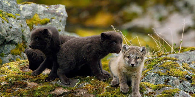 20:15: Wilde Tierbabys | ARD Alpha | 12/25 2025