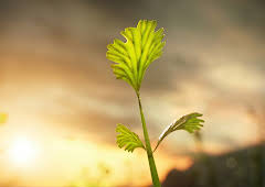 Die Erde – Entstehung des Lebens