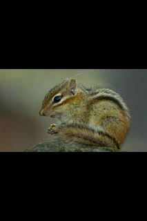 23:30: Las maravillas ocultas del invierno: La naturaleza helada de Asia | Nat Geo Wild | 4/2 2026