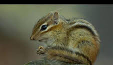 Las maravillas ocultas del invierno: La naturaleza helada de Asia