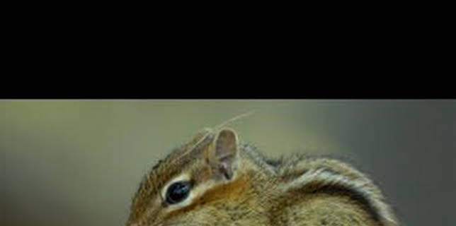 13:40: Las maravillas ocultas del invierno: La naturaleza helada de Asia | Nat Geo Wild | 12/28 2025