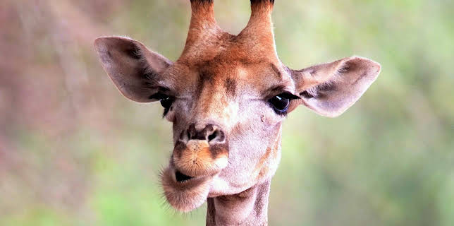 21:00: Säugetiere (2/6) | 3SAT | 11/9 2025