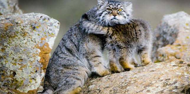 4:15 PM: Big Cats (S1 E2) (S1) | BBC Two | 11/4 2025