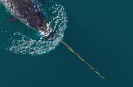 Våra hav: Norra ishavet