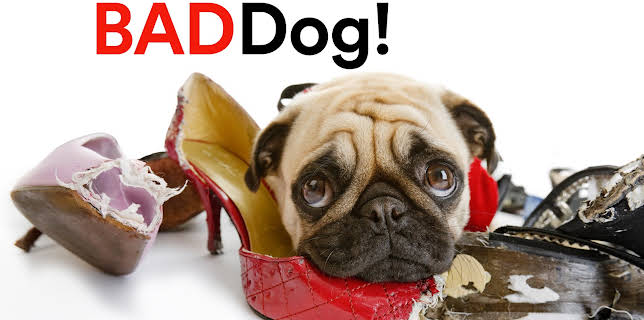 03:00: Bad Dog (S3 E1) (S3) | Animal Planet | 11/3 2025