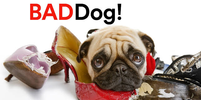 Bad Dog