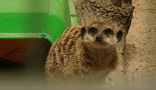 Elefant, Tiger & Co. (327)