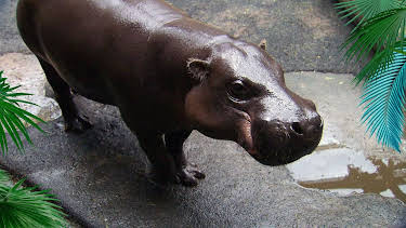 05:55: Elefant, Tiger & Co. | Radio Bremen | 5/4 2026