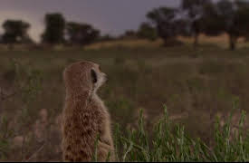 Meerkat Manor The Next Generation: Divided We Fall