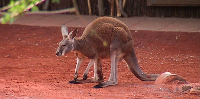14:25: Elefant, Tiger & Co. (224) | MDR Fernsehen | 1/6 2026