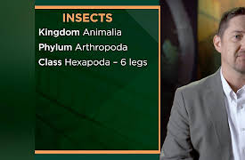 Why Insects Matter: Earth’s Most Essential Species: Insect Bodies and Human History