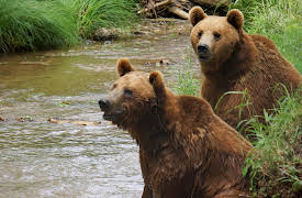 Project Grizzly: Episode 4