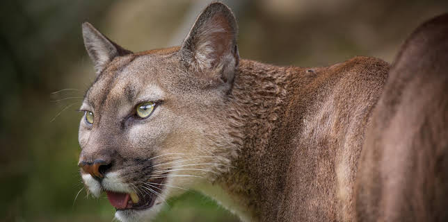 04:30: I Was Prey (S2 E10) (S2) | Animal Planet | 11/11 2025