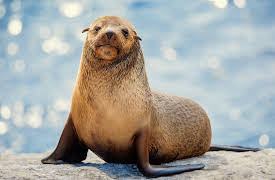 The Secret Lives of Animals: Leaving Home