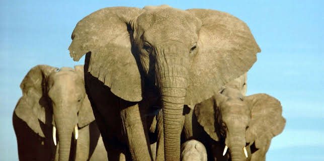 02:30: Großer Elefant - Kleiner Elefant | RBB Fernsehen | 2/4 2026