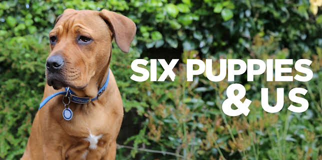 6 Puppies And Us