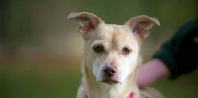 7:55 PM: The Dog House | More 4 | 12/10 2025