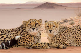 Super Cats, Season 1: Extreme Lives