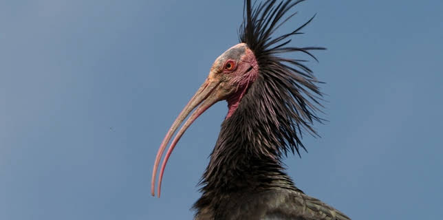 16:55: Der Waldrapp | Arte | 1/26 2026