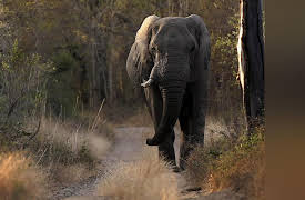 Africa's Wild Wonders: Elephants