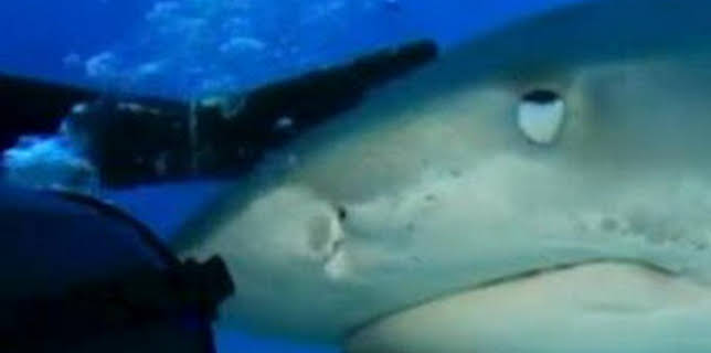 06:23: Misterios de la naturaleza: Tiburón mimoso | Discovery Max | 2/1 2026