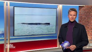 11:00: Hallo Niedersachsen | NDR Fernsehen | 3/29 2026