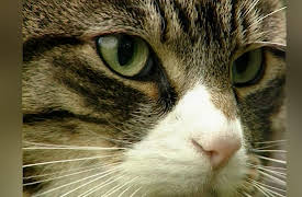 Understanding Cats: The Mystery of the Cat