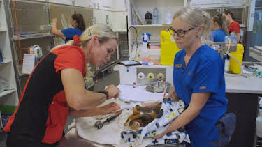 05:40: Australiens Tierrettung - Einsatz am Bondi Beach | Sixx | 8/19 2025