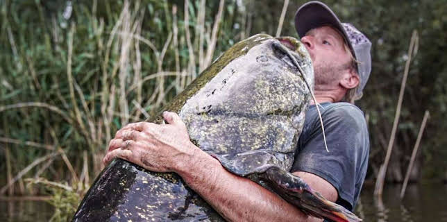 11:40: Giganten unter Wasser - Riesenfischen auf der Spur | Kabel Eins Doku | 12/5 2025