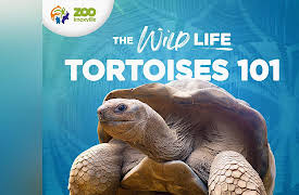 The Wild Life: Shell Shocked