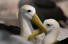 Wild Galapagos: Part 1: In The Grip Of The Ocean
