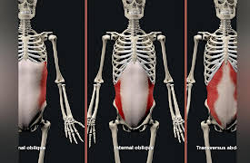 How We Move: The Gross Anatomy of Motion: Torso Muscles: Thoracic, Abdominal, and Pelvic