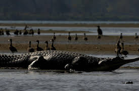 Nick Baker's Weird Creatures: Croc From Mars
