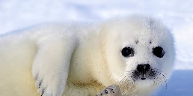 20:15: Säugetiere (1/6) | 3SAT | 11/9 2025