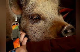 Petchannel Brasil: Jamon, My Lovely Pig